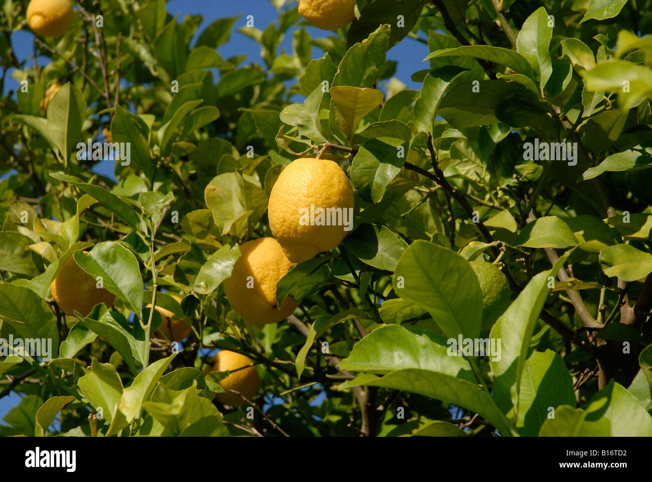 I limoni crescono su un albero, Pedreguer, Provincia di Alicante, Spagna Foto Stock