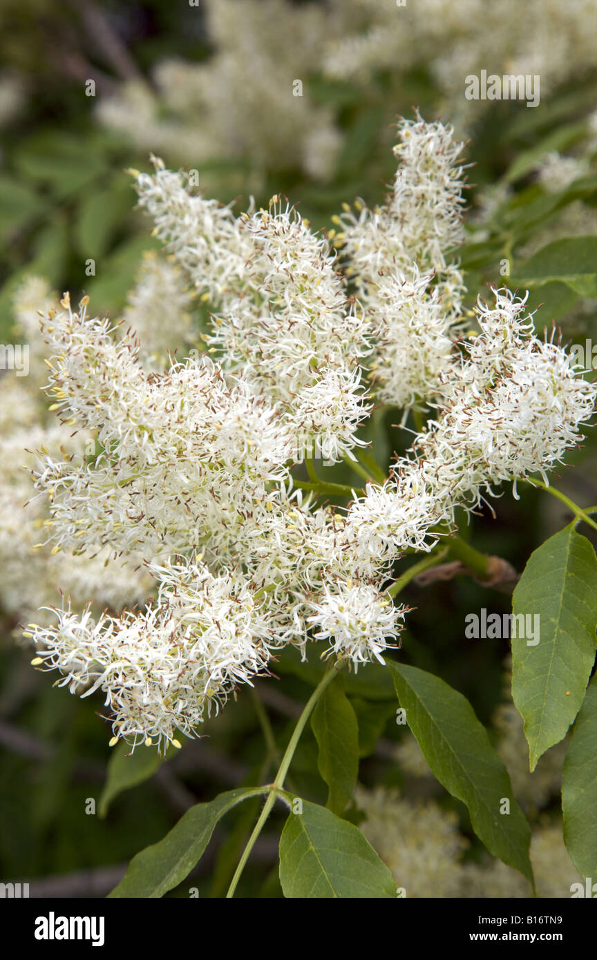 FRAXINUS ORNUS ORNIELLO ALBERO IN MAGGIO Foto Stock