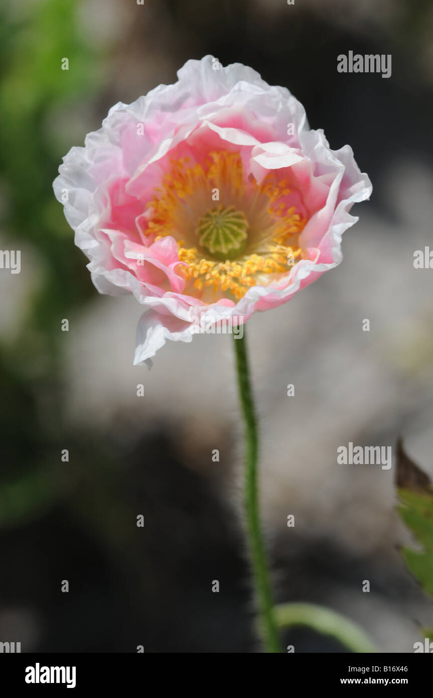 Rosa e mais bianco fioritura di papavero Foto Stock