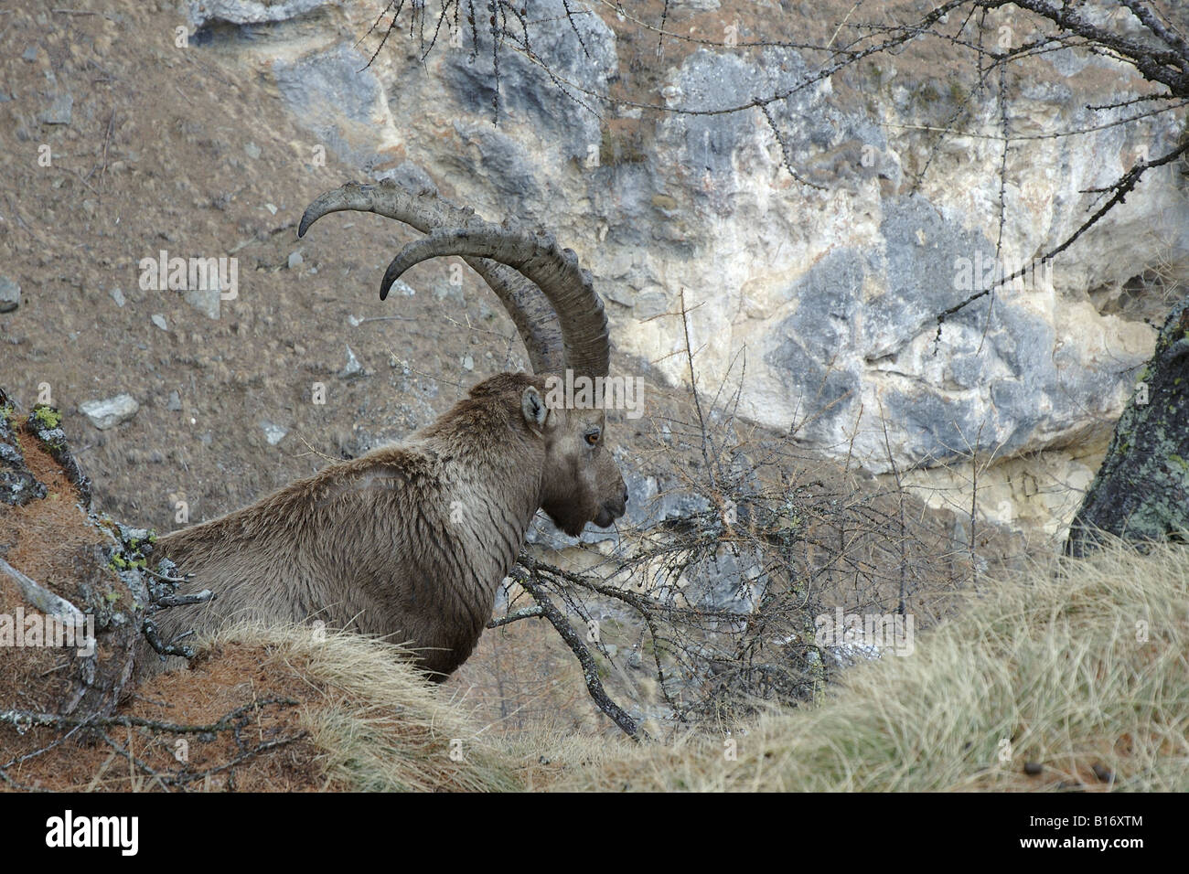 Bouquetin stambecco Capra ibex maschio montagna autunno maschio autunno montagna Valnoney Cogne Parco Nazionale Gran Paradiso Valle Foto Stock