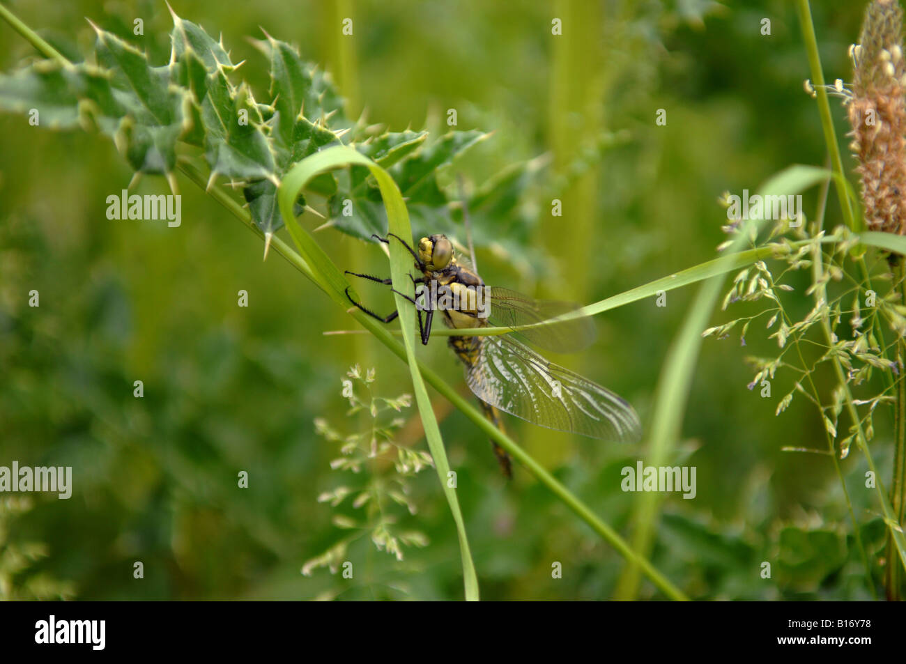 Una libellula verde presso la riserva naturale RSPB di Rainham Marshes Alla periferia di Londra Foto Stock