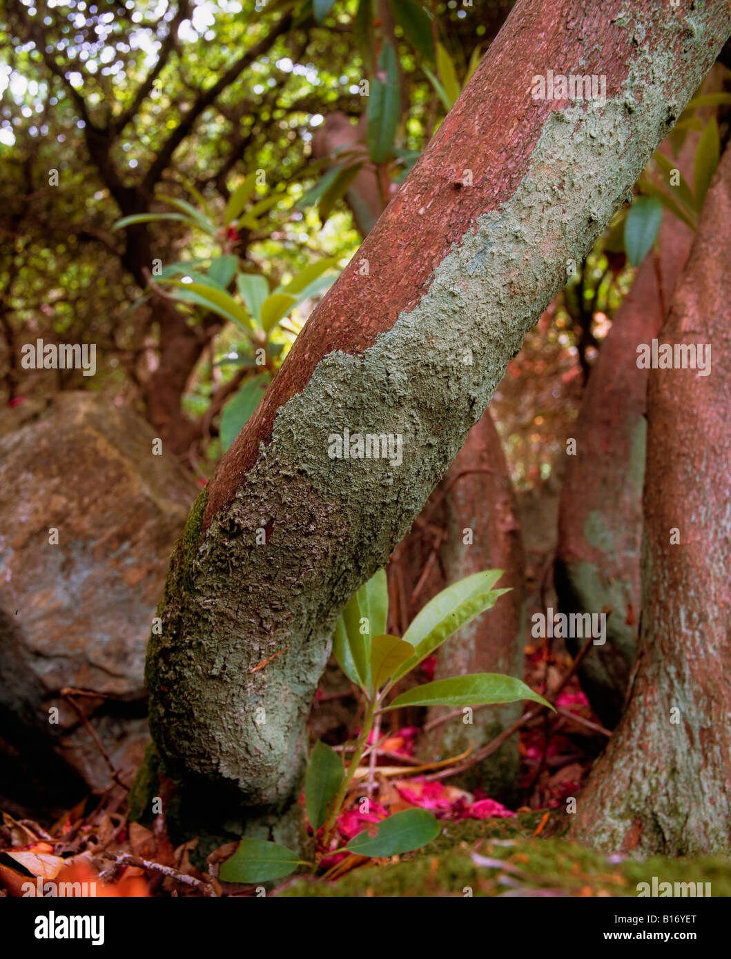 Licheni crescono sugli alberi Foto Stock