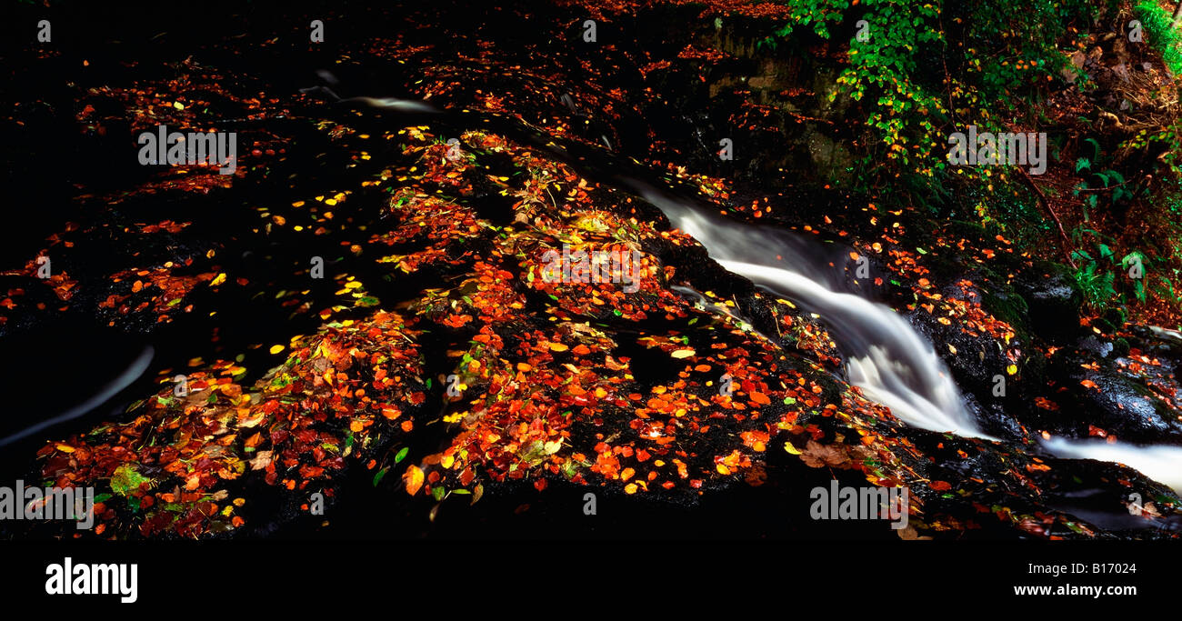 Le cascate di Glenoe, Co Antrim, Irlanda Foto Stock