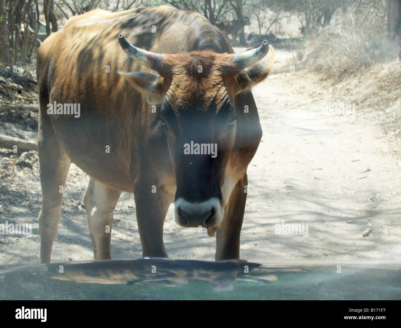 Mucca in piedi in mezzo alla strada e bloccando il passaggio Foto Stock