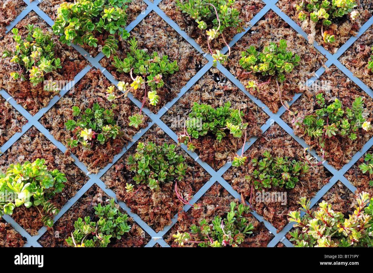 Parete vegetale di una casa ecologica Foto Stock