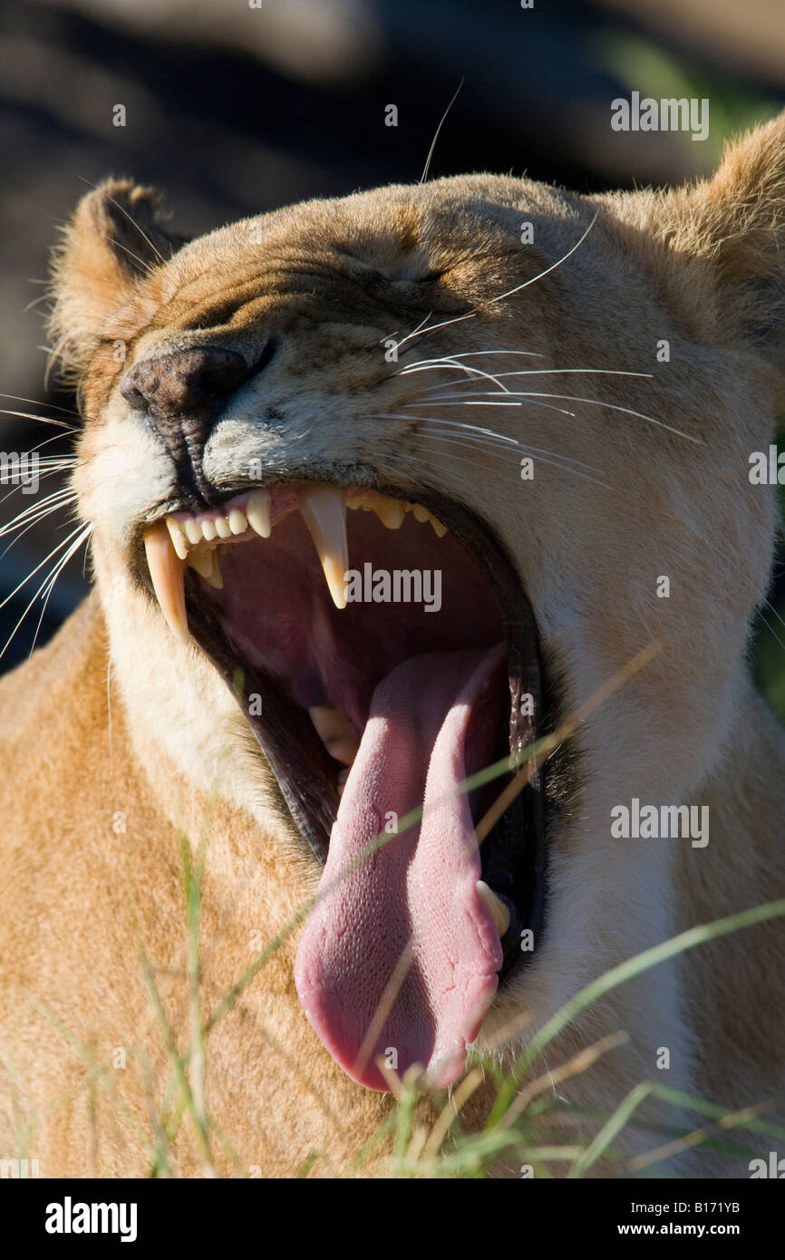 Verticale di close-up di lion femmina Panthera Leo sbadigli bocca aperta occhi ermeticamente chiusa che mostra grandi denti e con la lingua fuori del Kenia Masai Mara Foto Stock