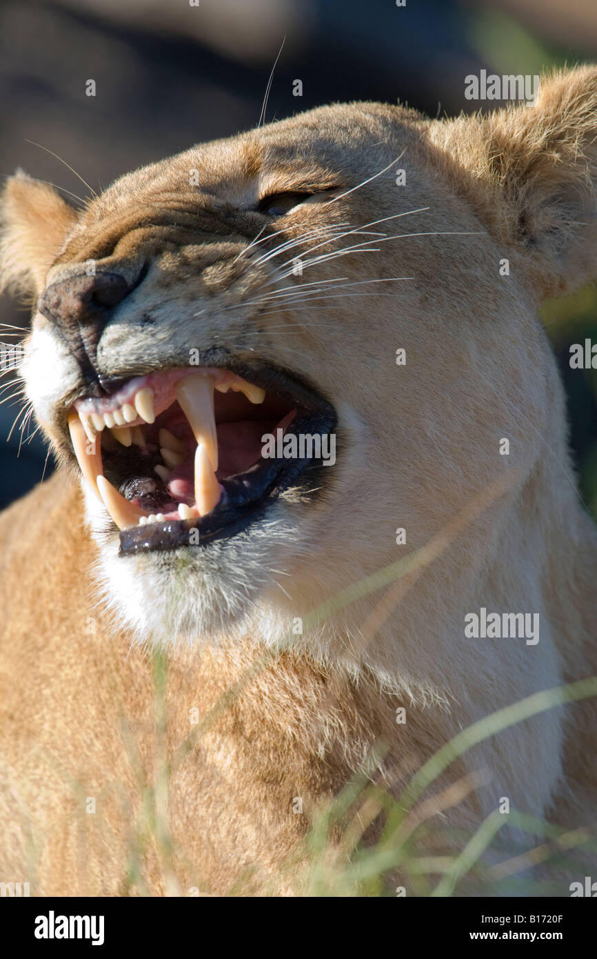 Sorriso! Verticali pongono umoristico femminile di lion Panthera Leo, smorfie o ululano cuscinetto denti di grandi dimensioni nel Masai Mara del Kenya Foto Stock