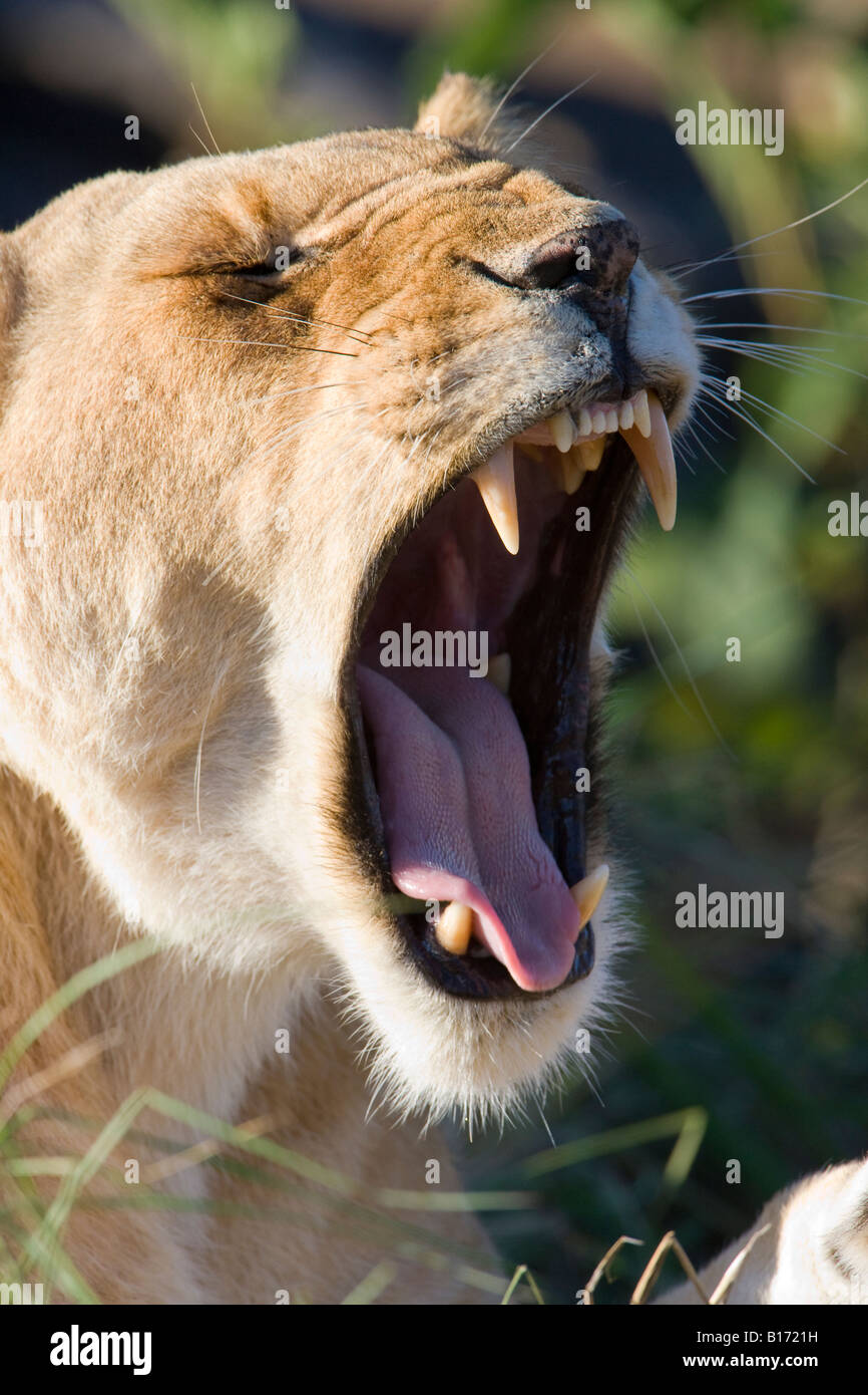 Aprire ampia, verticale ravvicinata di un leone femmina faccia, Panthera Leo, sbadigli mostra denti grandi e linguetta in Kenia Masai Mara Foto Stock