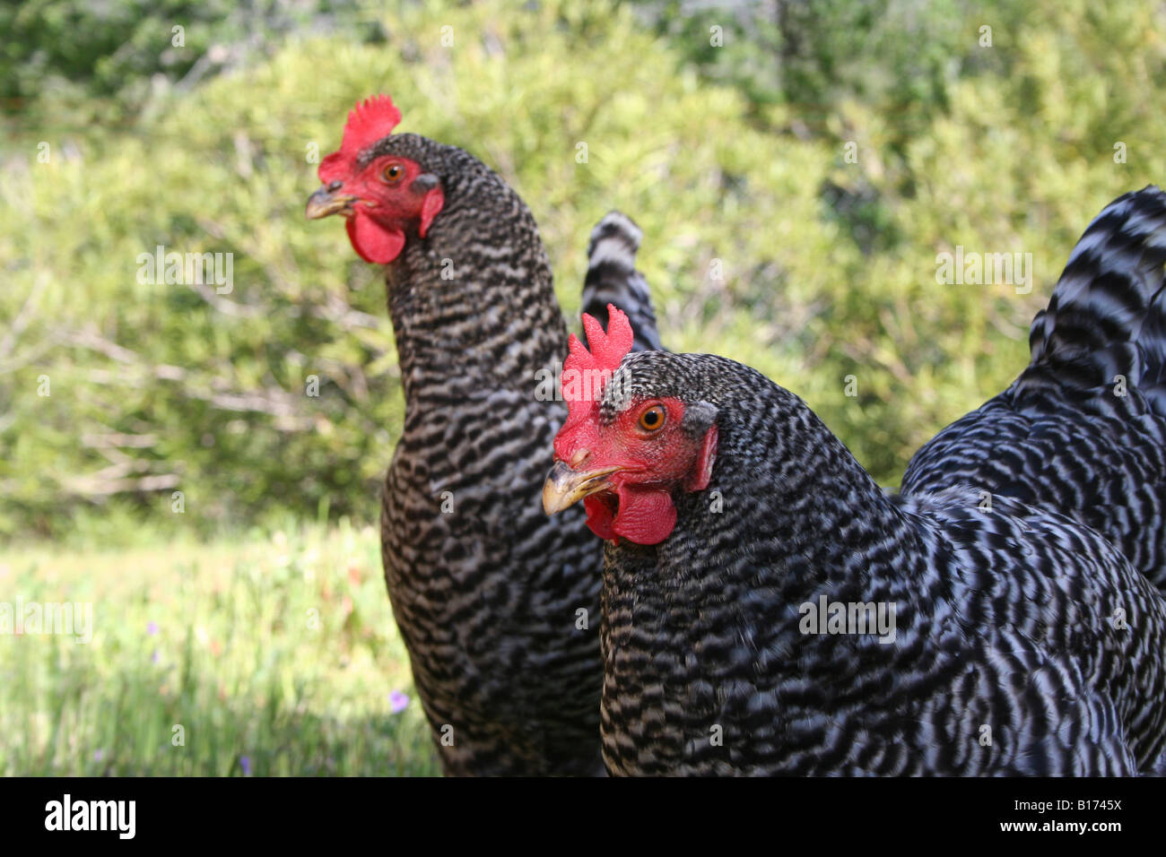 Due bloccate Rock free range galline ovaiole Foto Stock