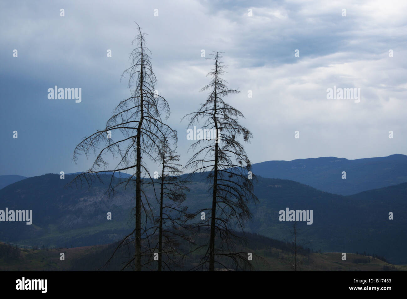 Morto in una tempesta Foto Stock