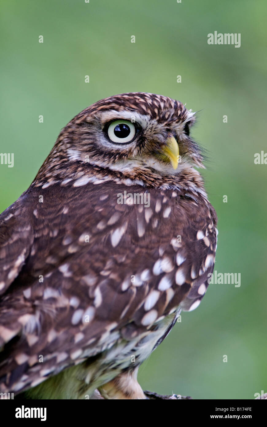 Civetta Athene noctua Foto Stock