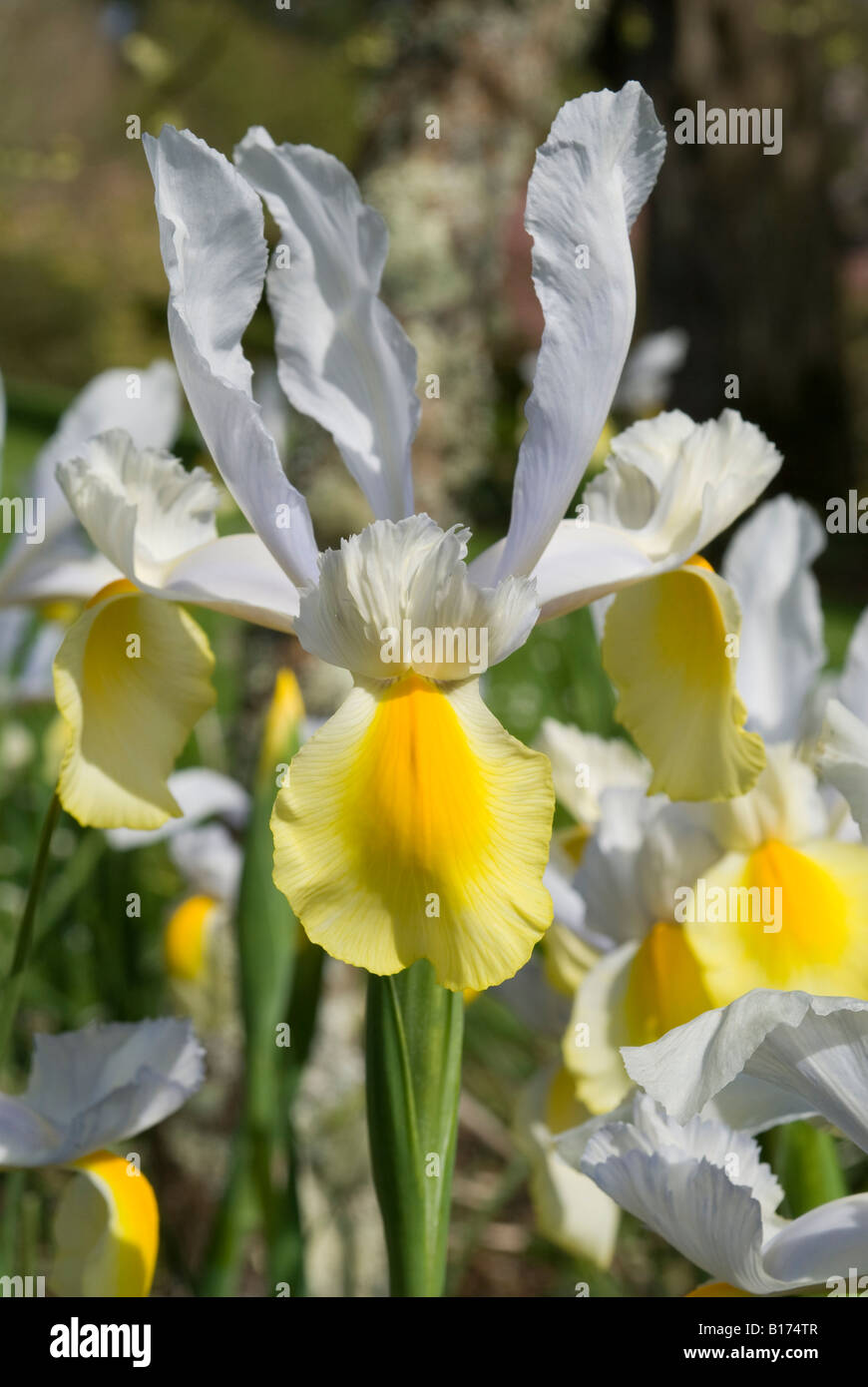 Iris 'Apollo' Foto Stock