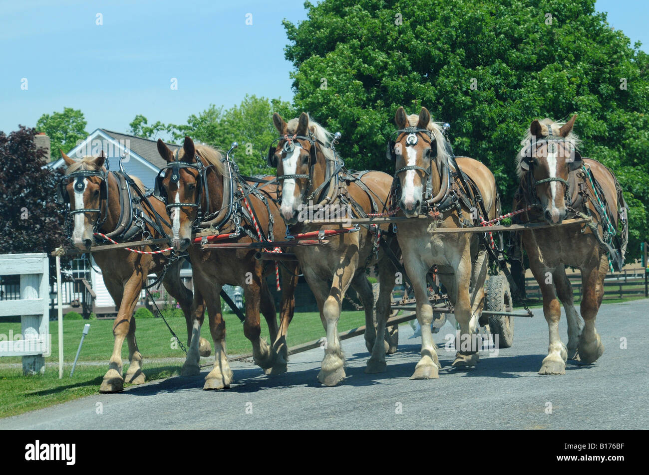 Fattoria Amish cavalli sulla County Road Foto Stock