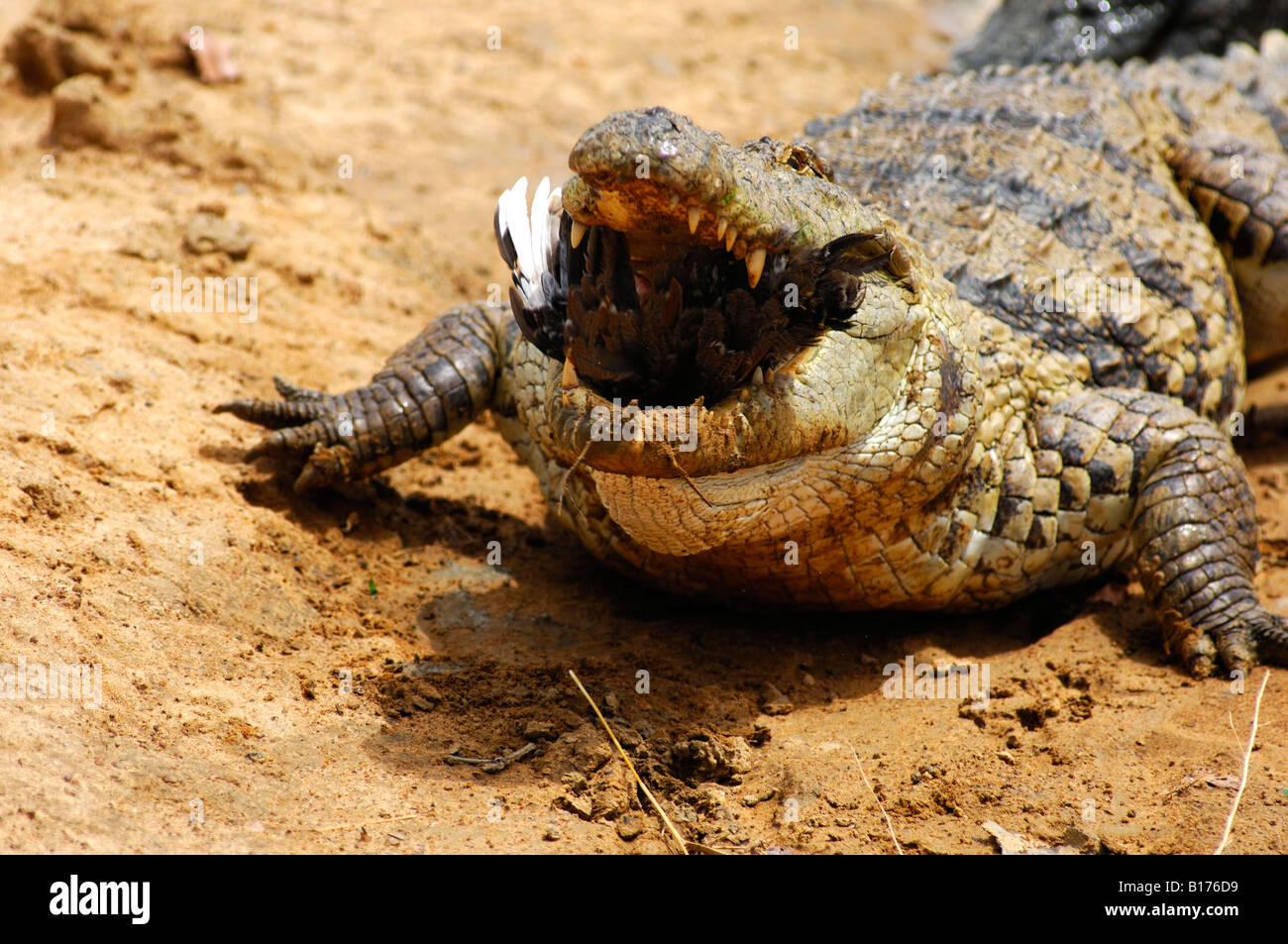 Coccodrillo del Nilo Crocodylus niloticus divora una gallina sacro coccodrilli di Bazoulé Burkina Faso Foto Stock