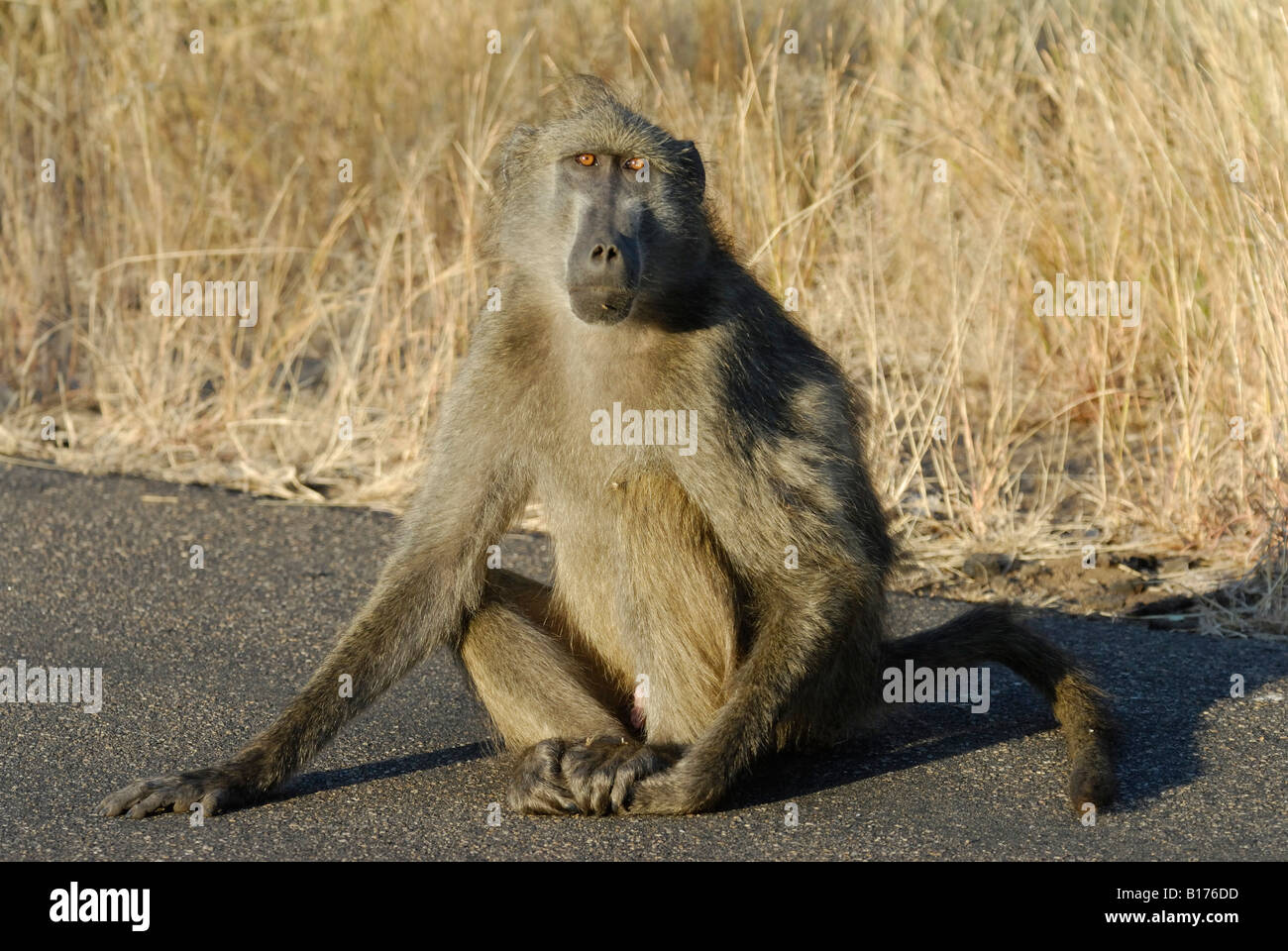 Monkey babbuino, PAPIO URSINUS, Kruger National Park, SUD AFRICA Foto Stock