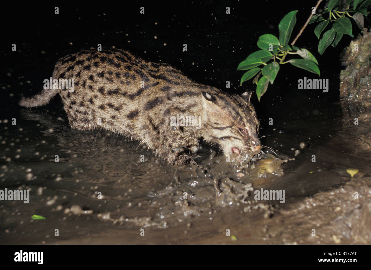 La pesca il pesce gatto di notte nightview giungla foresta pluviale Prionailurus viverrinus o Felis viverrina Southeast Asia fishingca Foto Stock