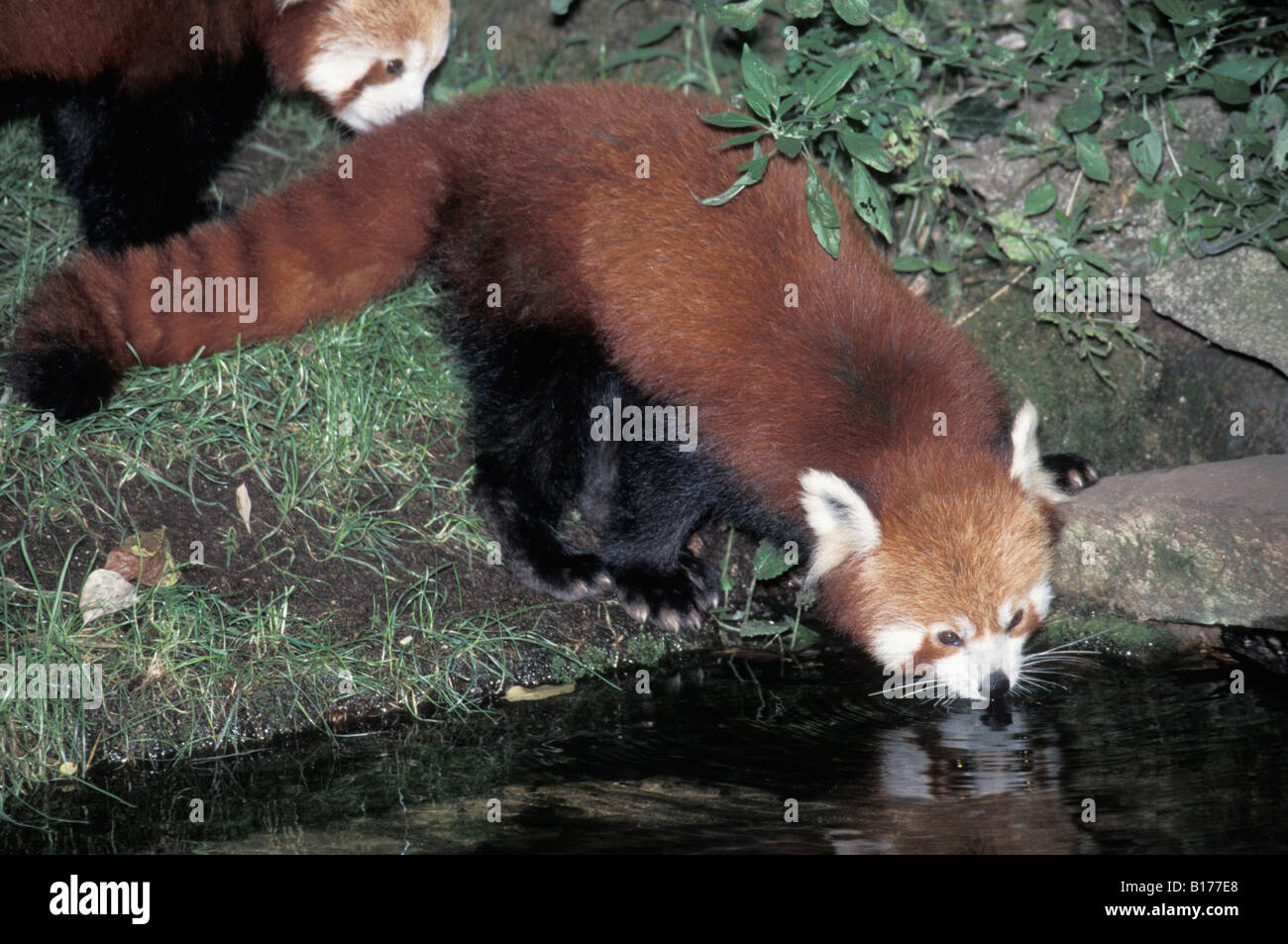 Petit Kleiner Panda Panda Panda rosso panda minore Ailurus fulgens bere animali Asia Asien gatto orso orsi carnivori carnivori Foto Stock