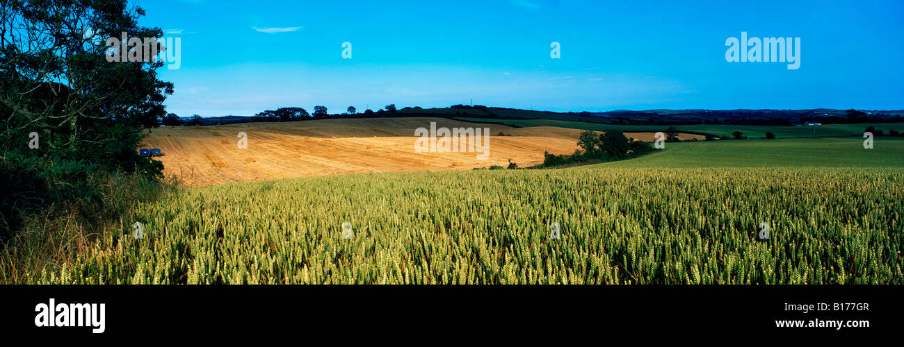 La contea di Down, Irlanda, campo di grano Foto Stock