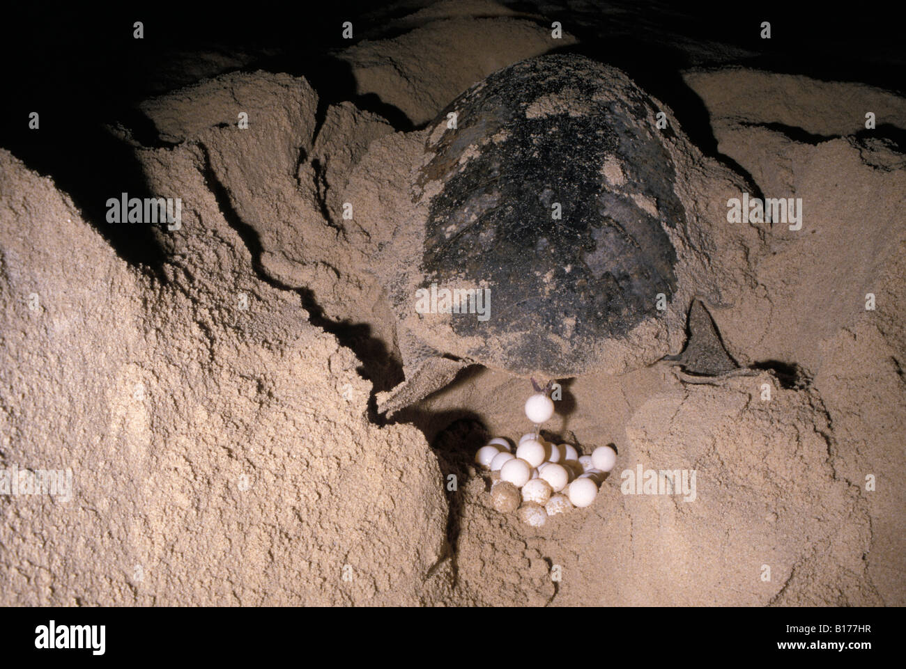 Per tartarughe marine caretta caretta femmina di deposizione delle uova nel nido in spiaggia di sabbia le specie in via di estinzione da sola America indietro di colpo indietro s Foto Stock