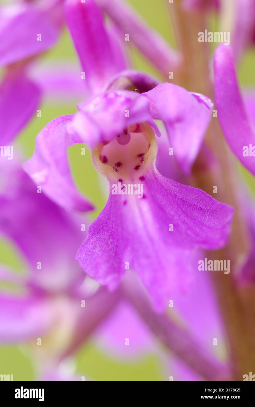 Primo piano di Early Purple Orchid Orchis Mascula fiore, Galles, Regno Unito. Foto Stock