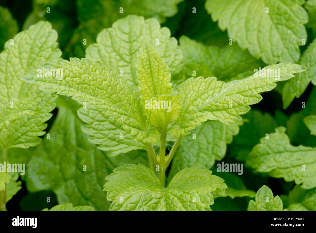 Melissa foglie Melissa officinalis Foto Stock