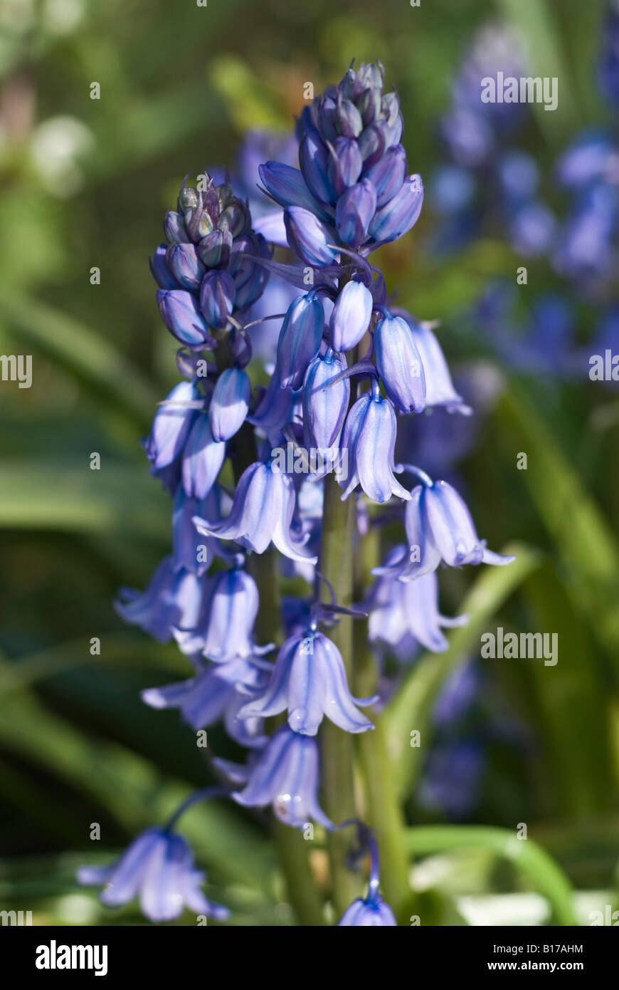 Spanish bluebells crescendo in nel Maggio Foto Stock