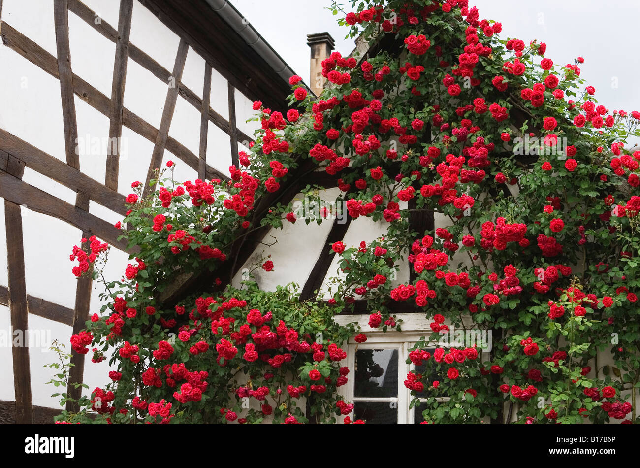 Tradizionale casa in legno con rose rosse in fiore in Hunspach Alsace Francia Maggio 2008 Foto Stock
