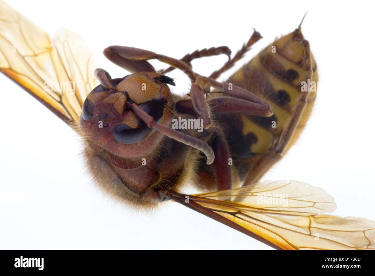 Un calabrone morto Foto Stock