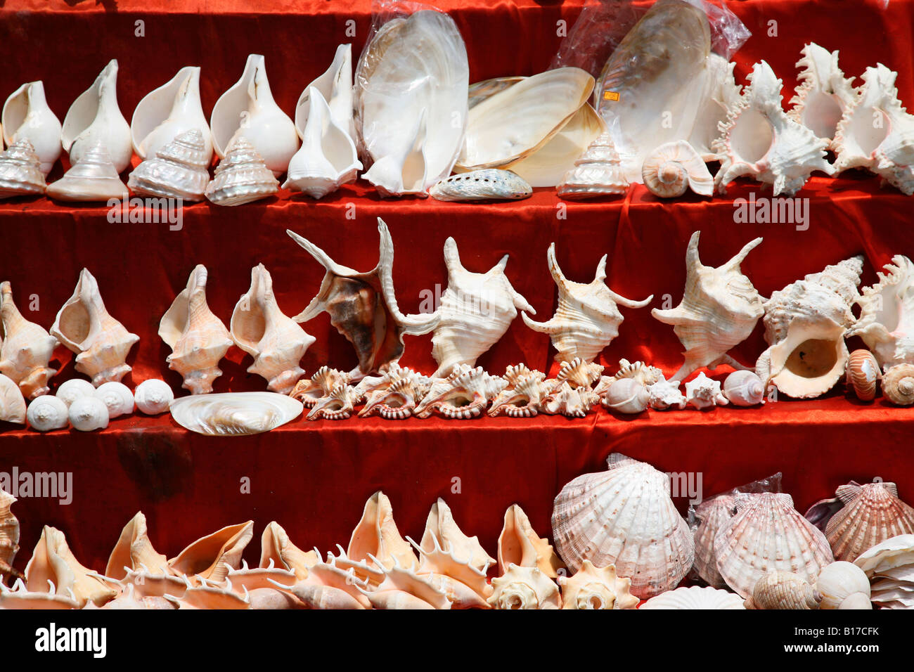 Conch e conchiglie sul display per la vendita in una strada di Fort Kochi,Kerala, India Foto Stock