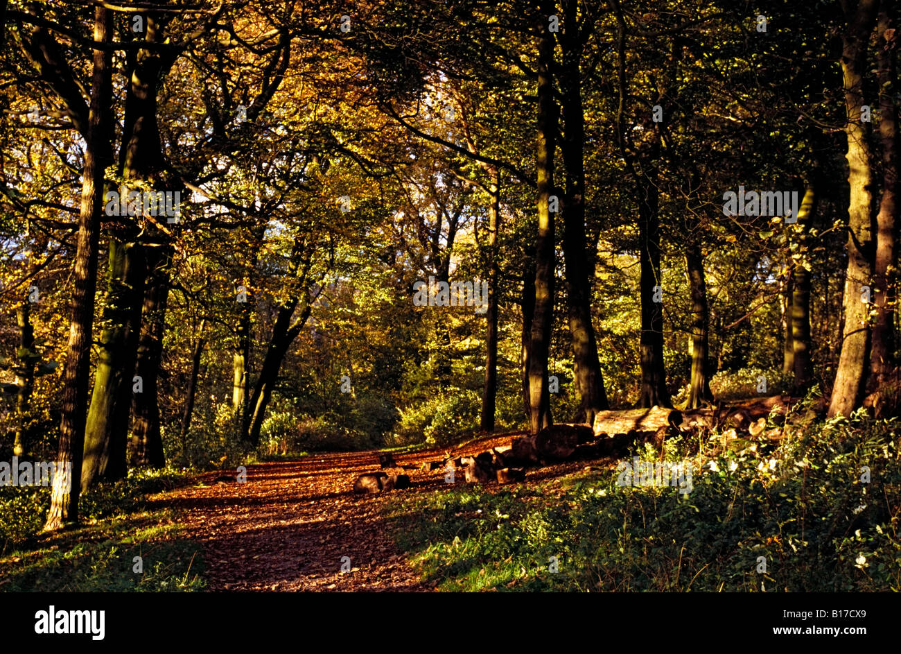 Foresta nel Parco Nazionale di Peak District, Derbyshire, Inghilterra, Europa Foto Stock