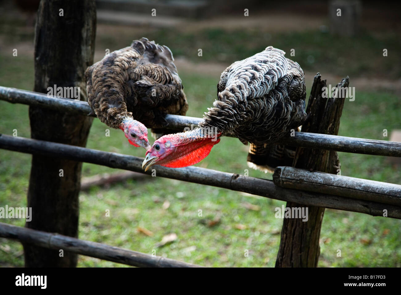 Due tacchini sul recinto di bambù, Don Daeng, Laos Foto Stock