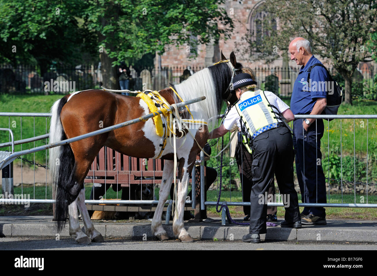 Cooperazione di polizia e di interesse pubblico a condizione di un cavallo. Appleby Horse Fair. Appleby-in-Westmoreland, Cumbria, Inghilterra, Regno Unito. Foto Stock