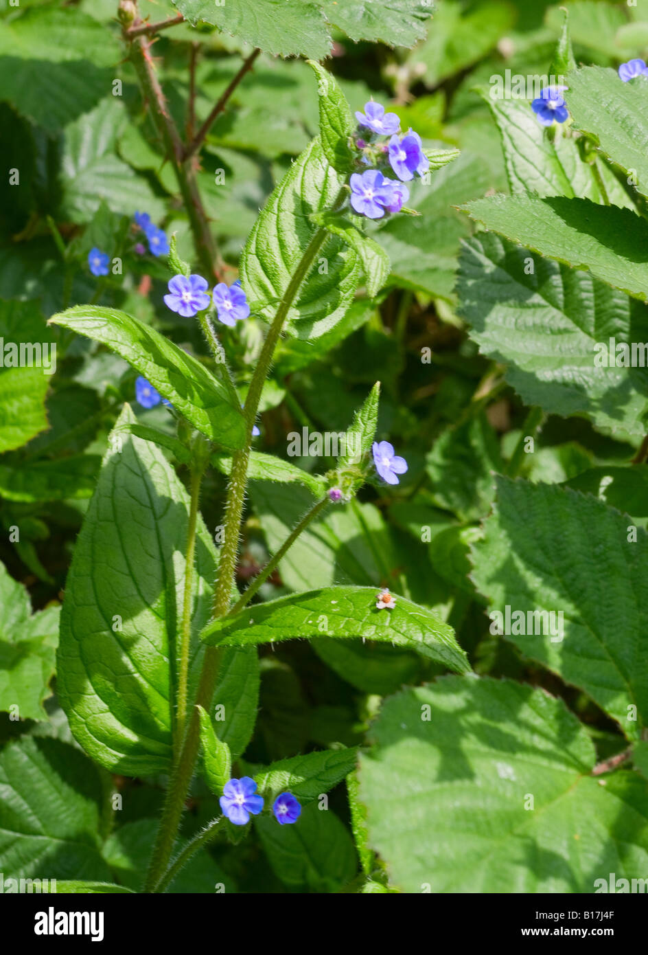 Blu pallido Germander Speedwell fiori da alzaia di Trento e Mersey Canal vicino Hassall Cheshire England Regno Unito Foto Stock