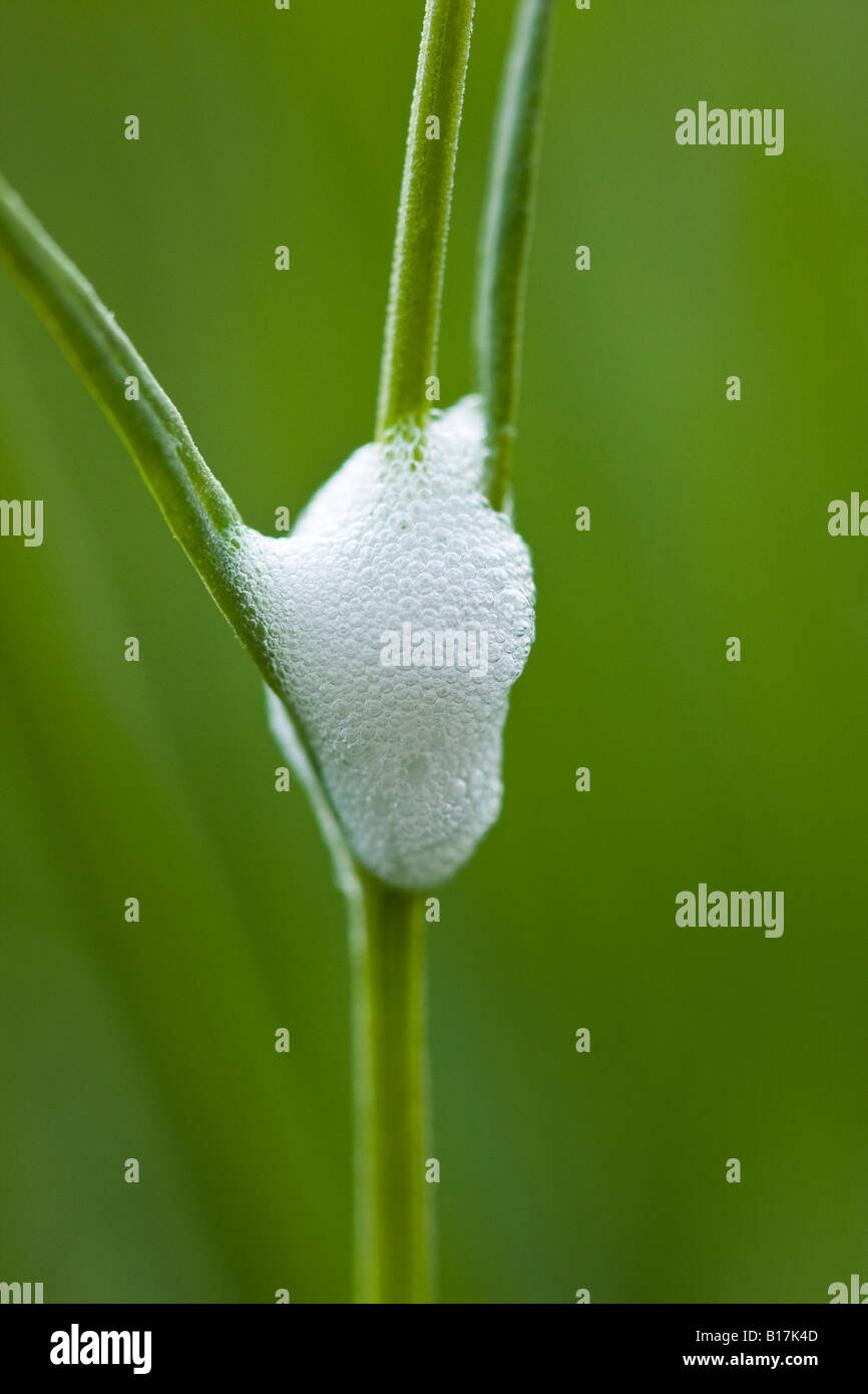 Il cuculo Spit (Philaenus Spumarius) sullo stelo di una pianta di lavanda in Inghilterra Foto Stock