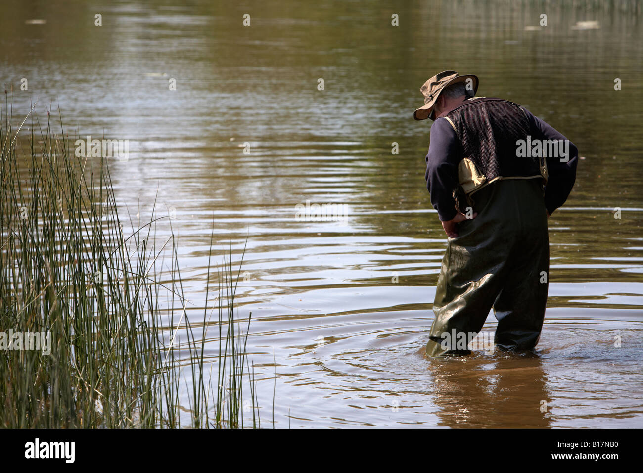 Uomo che indossa trampolieri e vestiti di pesca esamina il bordo del lakebed per mosche prima di andare a Mosca Foto Stock