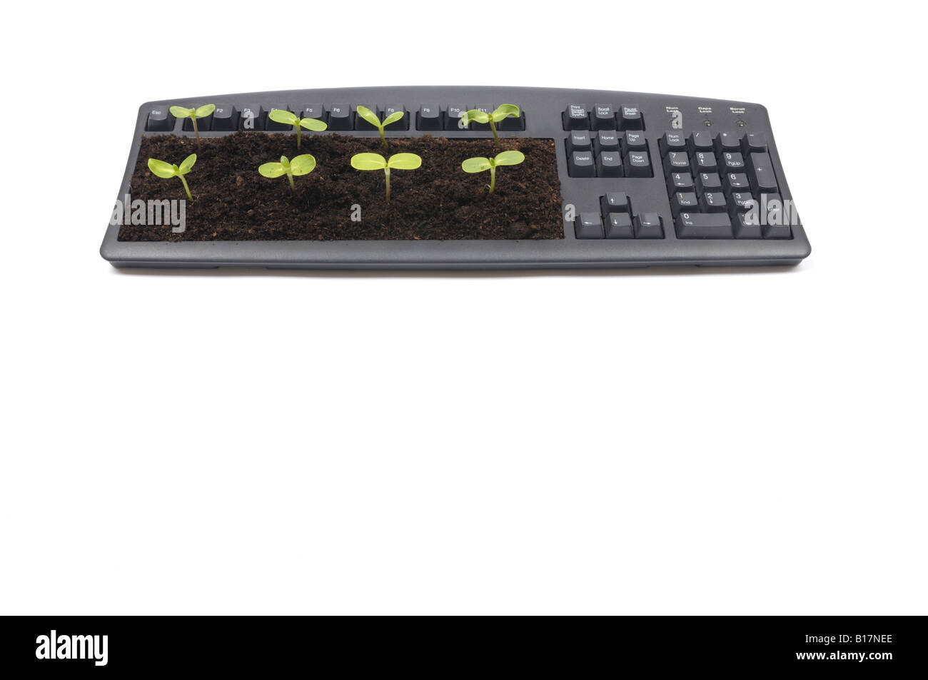 Tastiera del computer con le piantine crescono fuori di essa Foto Stock