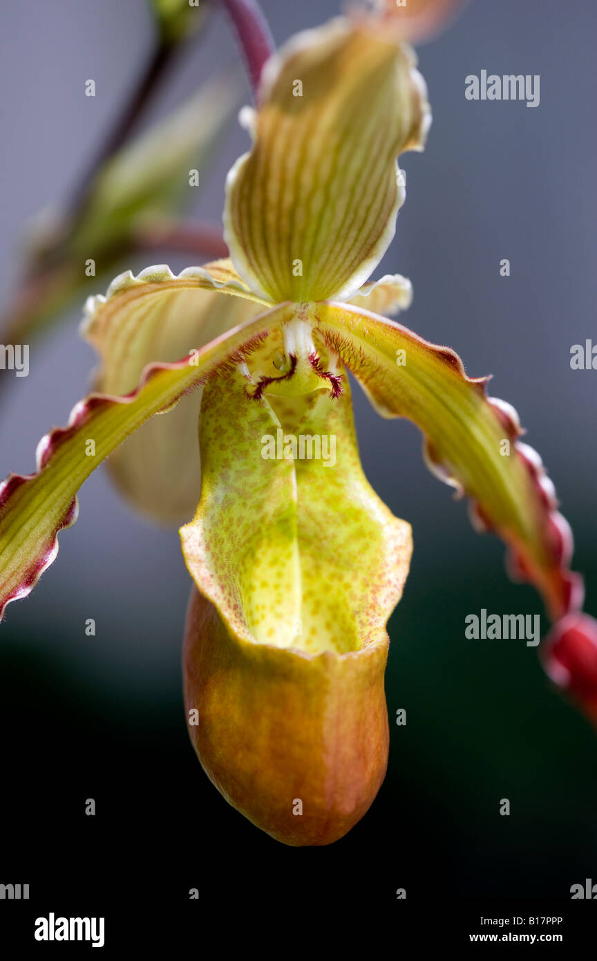 Phragmipedium les dirouilles. Pantofola di fiori di orchidea Foto Stock