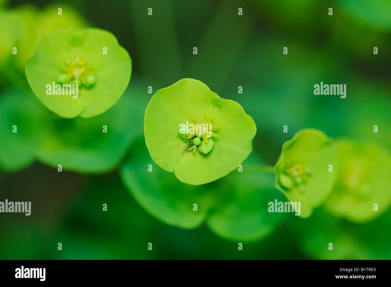 Legno - Euforbia euphorbia amygdaloides Foto Stock