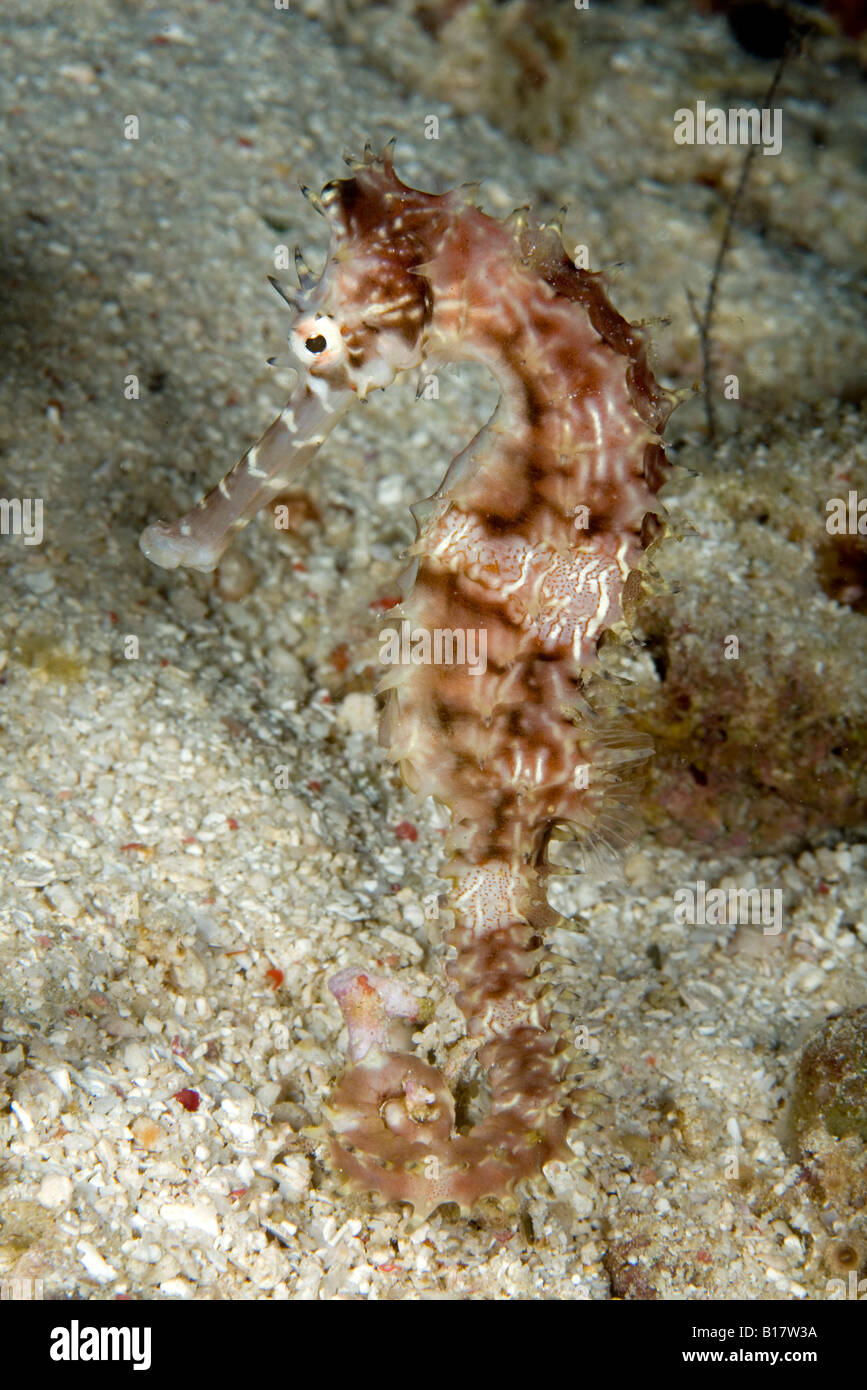 Spinosa seahorse Hippocampus histrix Alona Beach Panglao Island Bohol Filippine Foto Stock