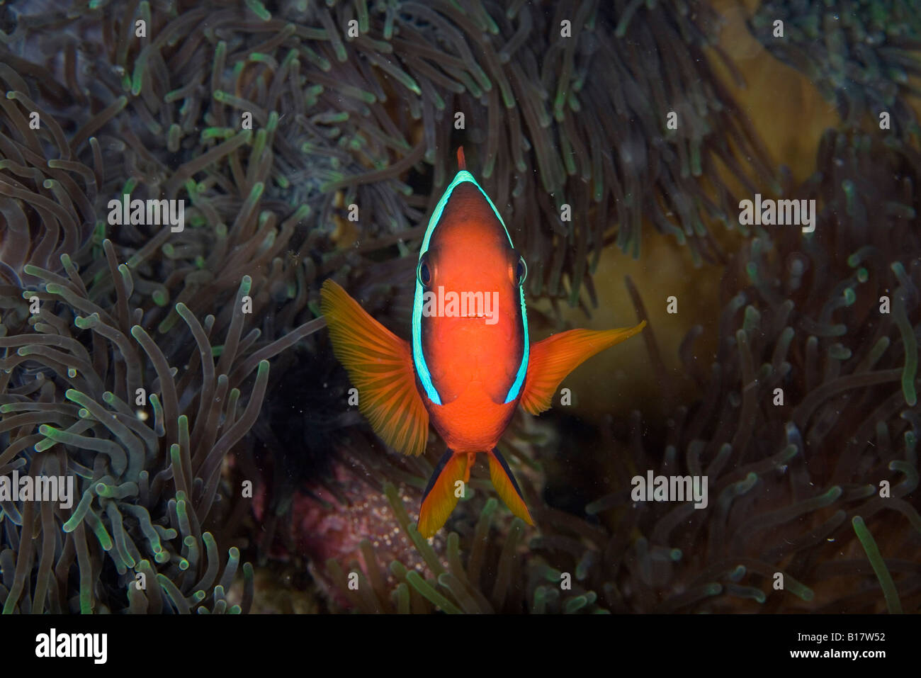 Il pomodoro Clownfish Amphiprion frenatus Alona Beach Panglao Island Bohol Filippine Foto Stock