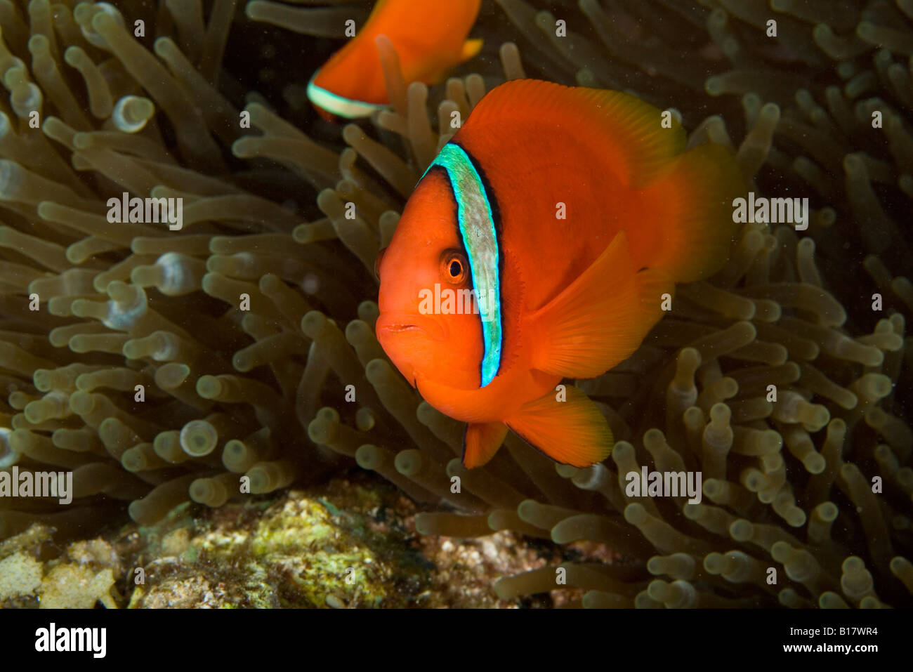 Imbrigliati anemonefish Amphiprion frenatus Cabilao Island Central Visayas nelle Filippine Foto Stock