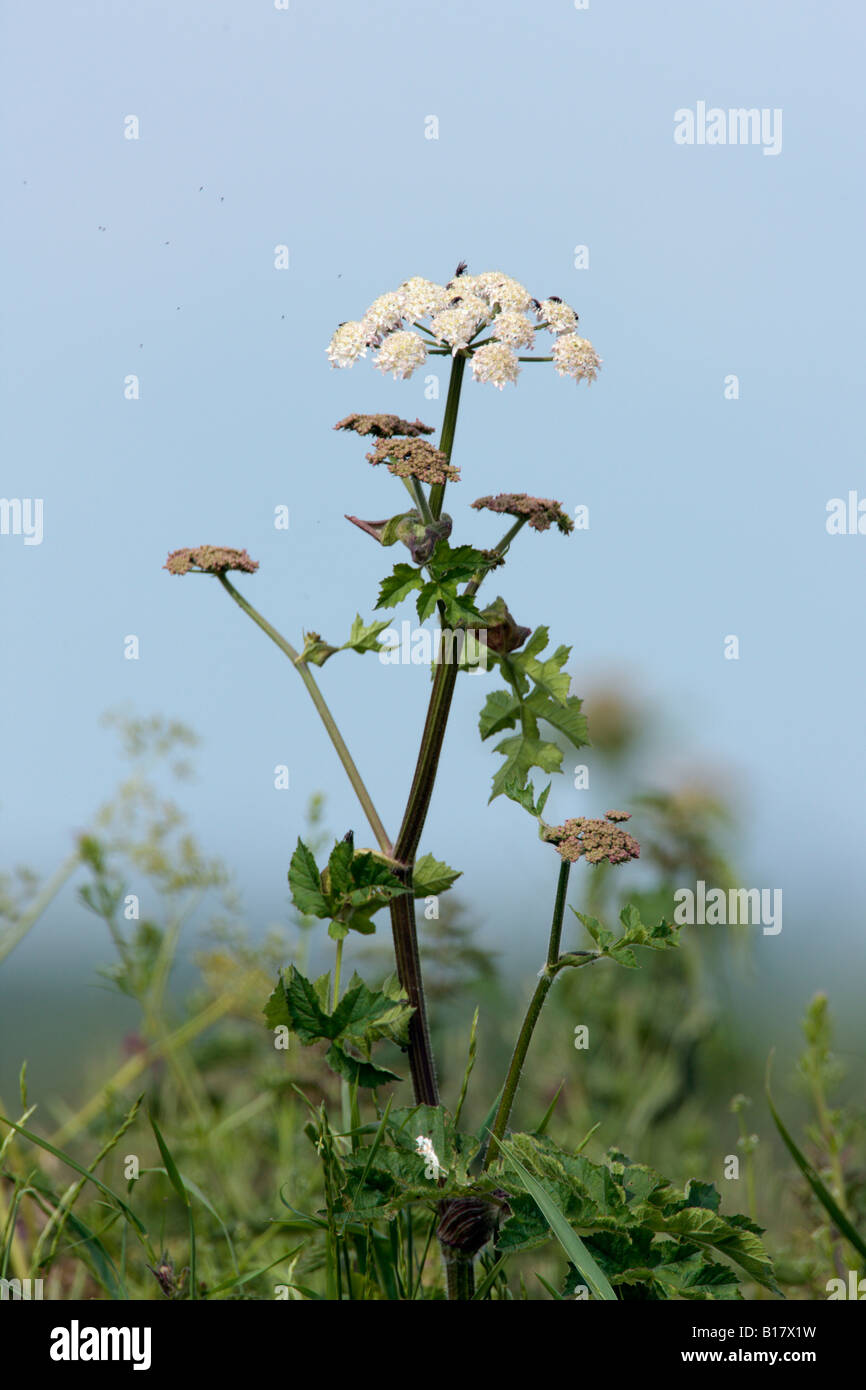 Hogweed comune Heracleum sphondylium cresce su strada orlo Ashwell Hertfordshire Foto Stock