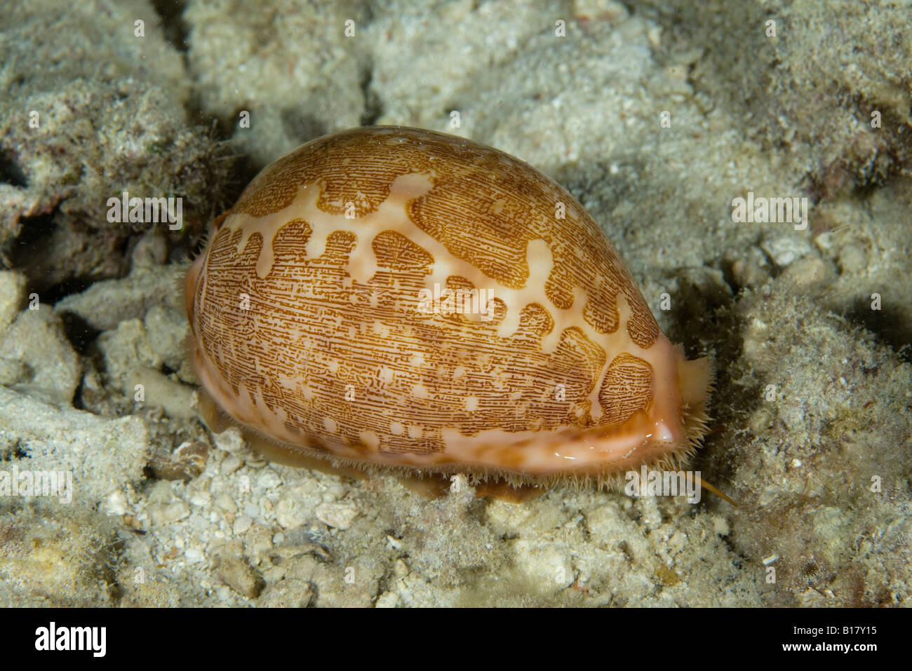 Guscio cowrie Cypraea mappa isola Malapascua Cebu Filippine Foto Stock