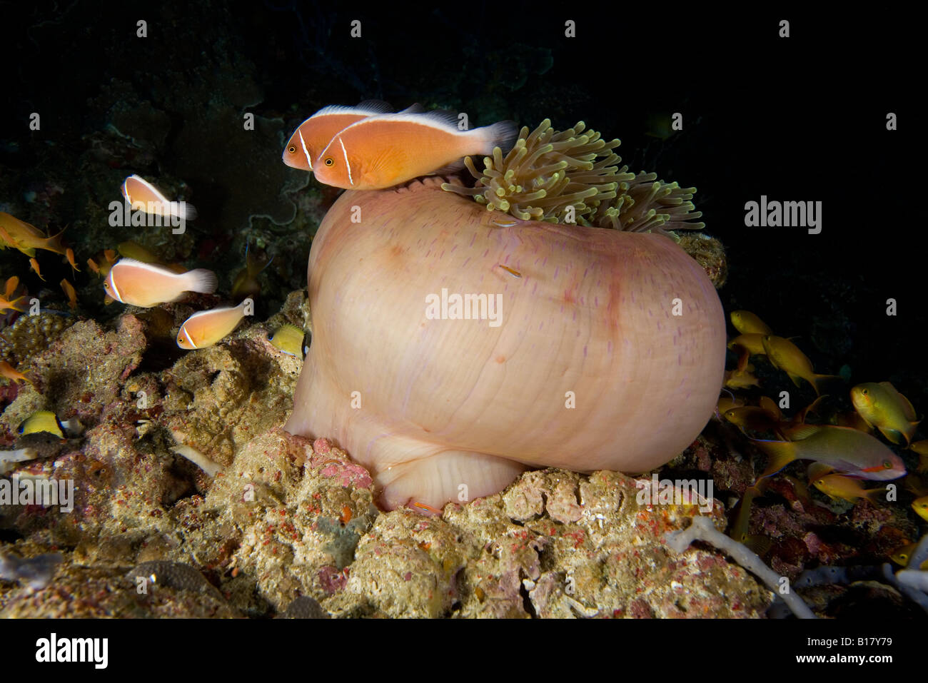 Rosa anemonefishes chiusi in un anemone Amphiprion perideraion Maolboal Cebu Filippine Foto Stock