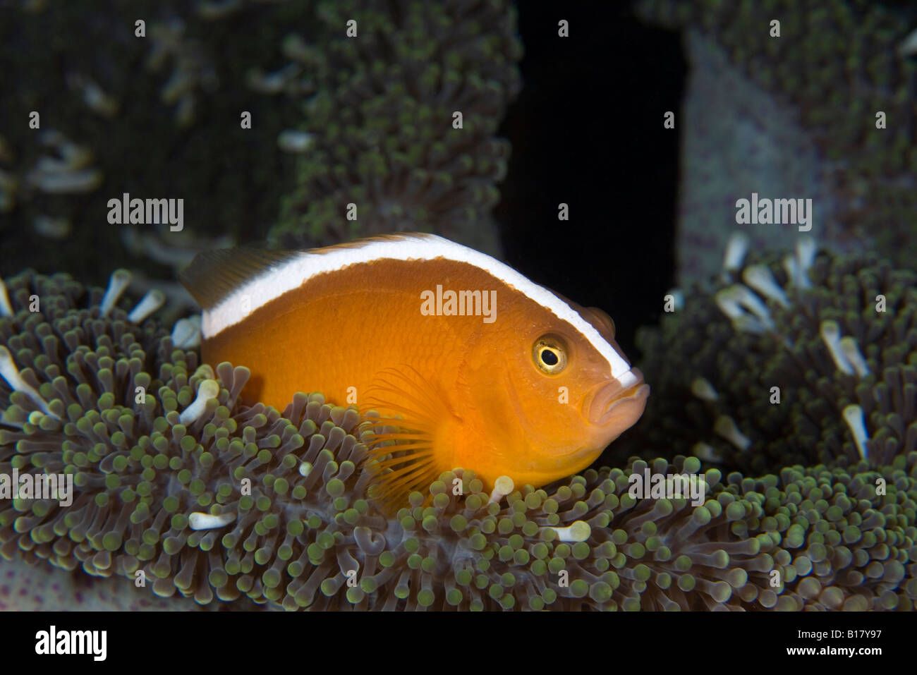 Orange anemonefish Amphiprion sandaracinos Maolboal Cebu Filippine Foto Stock