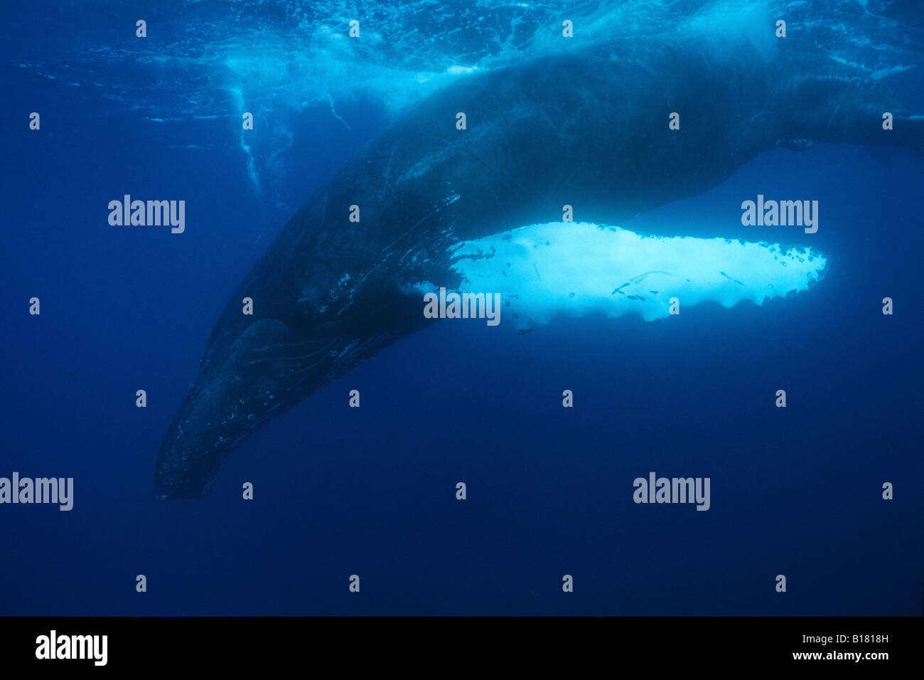 Humpback Whale Megaptera novaeangliae banche argento Mar dei Caraibi Repubblica Dominicana Foto Stock