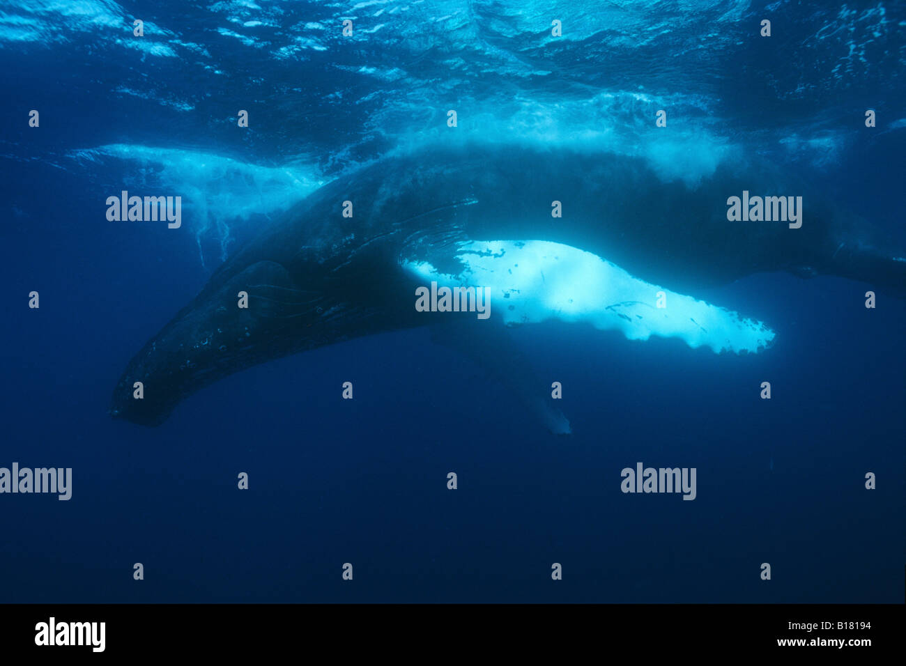 Humpback Whale Megaptera novaeangliae banche argento Mar dei Caraibi Repubblica Dominicana Foto Stock