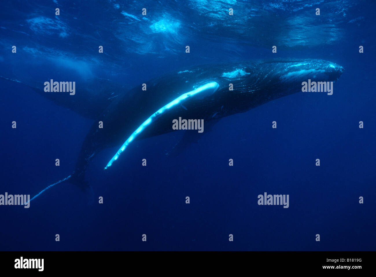 Humpback Whale Megaptera novaeangliae banche argento Mar dei Caraibi Repubblica Dominicana Foto Stock