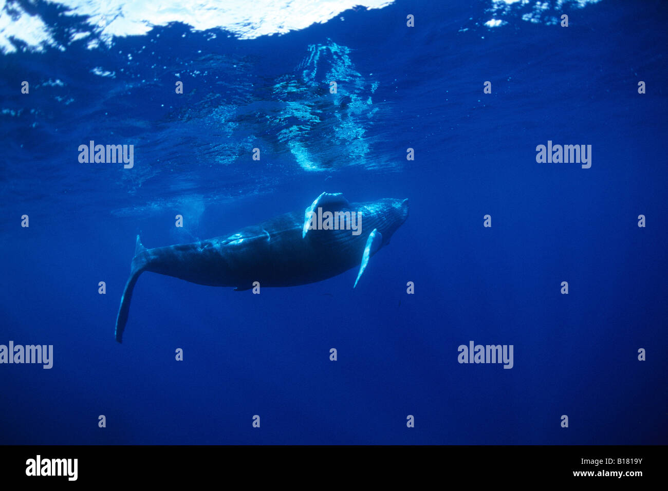 Humpback Whale Megaptera novaeangliae banche argento Mar dei Caraibi Repubblica Dominicana Foto Stock