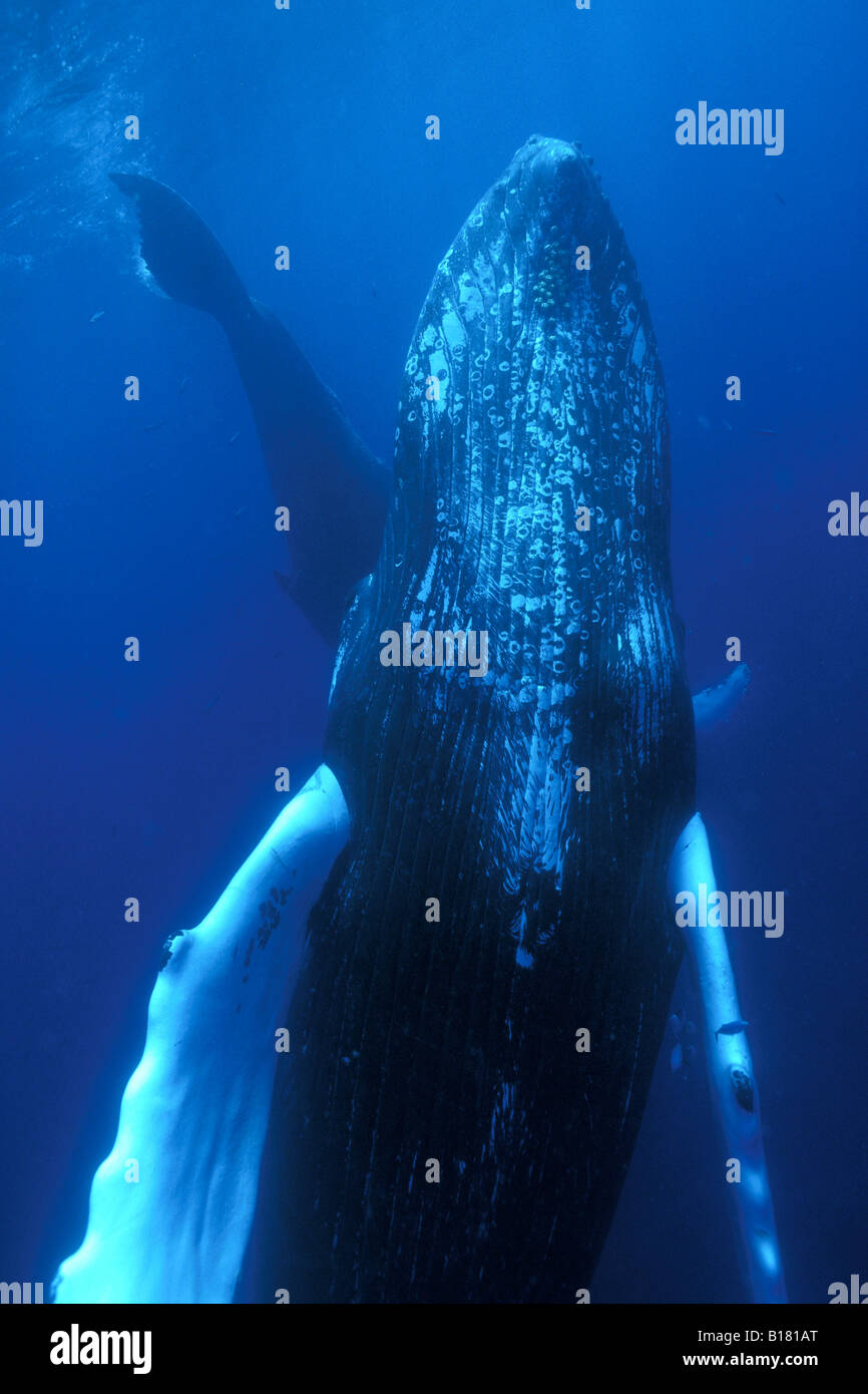 Humpback Whale Megaptera novaeangliae banche argento Mar dei Caraibi Repubblica Dominicana Foto Stock